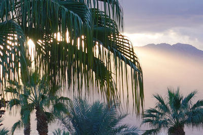 View of palm trees against sky at sunrise 