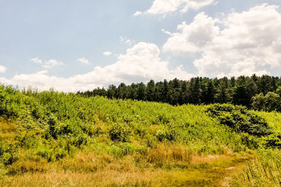 Scenic view of trees growing on field against sky
