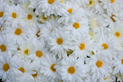 Close-up of white daisy flowers