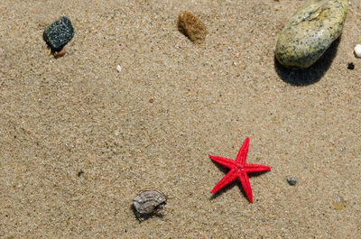 Close-up of starfish on sand at beach