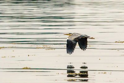 Bird flying over lake