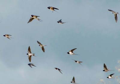 Low angle view of birds flying over white background
