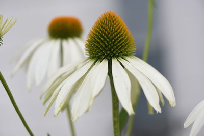 Close-up of white flowering plant