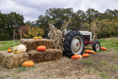 View of pumpkins on field