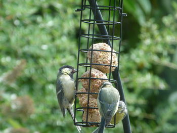 Bird perching on a feeder