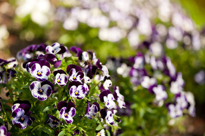 Close-up of purple flowers