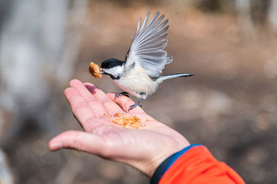 Cropped image of hand holding bird against blurred background