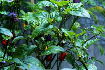 Close-up of vegetables on plant