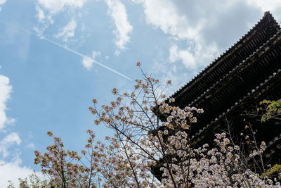 Low angle view of flowering tree against sky