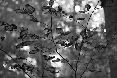 Low angle view of flowers on tree against sky