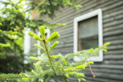 Close-up of plant against building