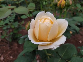 Close-up of white rose flower