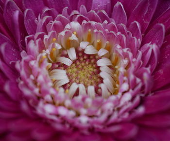 Close-up of pink flower
