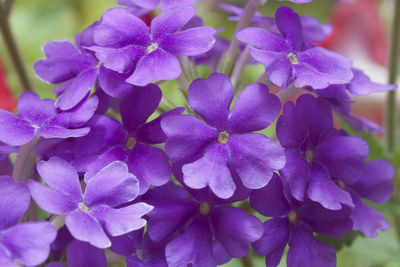 Close-up of purple flowering plants