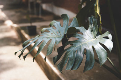 Close-up of lizard on leaf