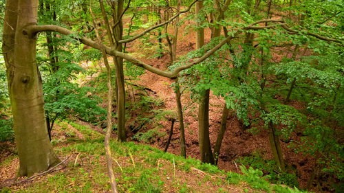 Trees in forest