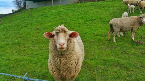 Sheep grazing on grassy field