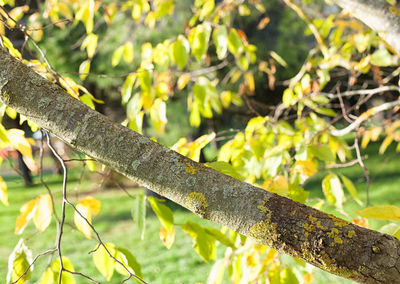 Close-up of leaves on tree trunk