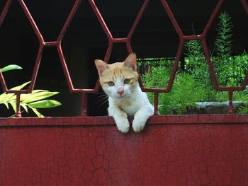 Portrait of cat