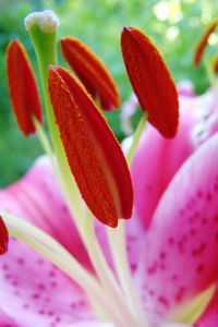 Close-up of pink flowers