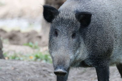 Close-up portrait of a boar 