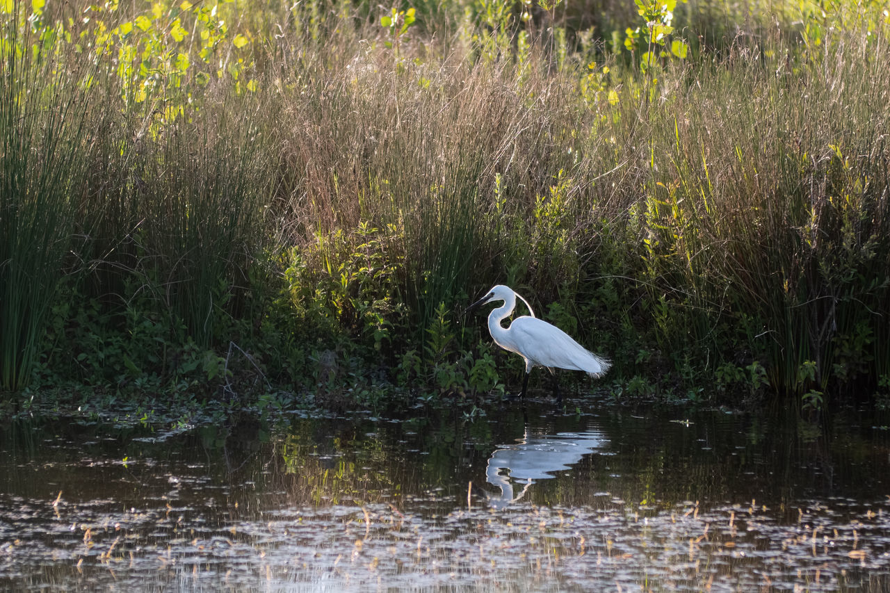 SIDE VIEW OF BIRD IN LAKE