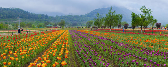 Scenic view of flowering field by trees against sky