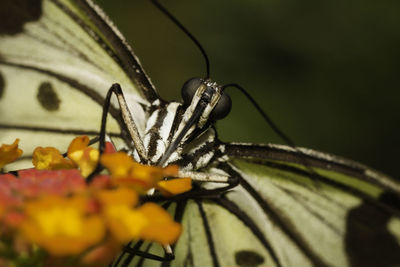 Close-up of butterfly pollinating on flower