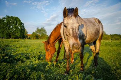 Sheep grazing on grassy field