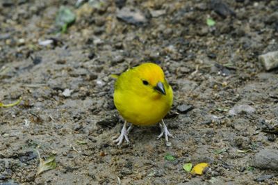 Close-up of bird perching on yellow
