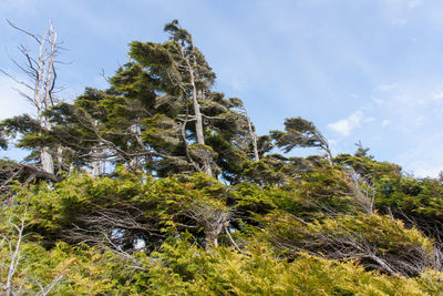Low angle view of trees against sky