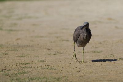 Bird perching on a field