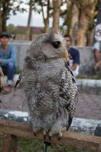 Close-up of bird looking away