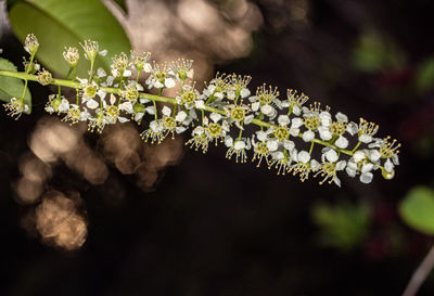 Close-up of white flowering plant, bitter cherry tree