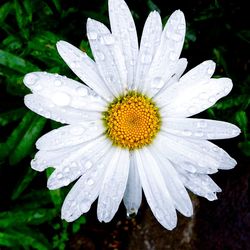 Close-up of white flower