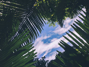 Low angle view of palm trees against sky