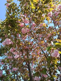 Low angle view of cherry blossoms in spring