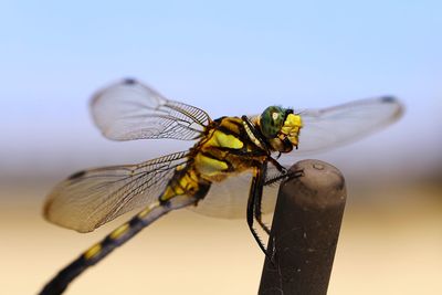 Close-up of dragonfly on flower