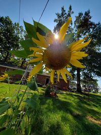 Yellow flowering plants on field against sky