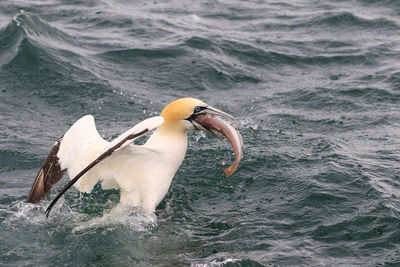 Seagull flying over sea