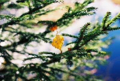 Close-up of pine tree branch during winter