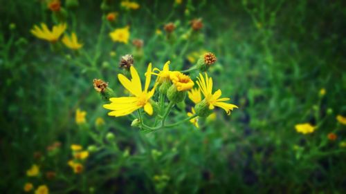 Close-up of insect on yellow flower