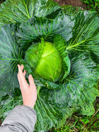Cropped hand of man holding green leaves