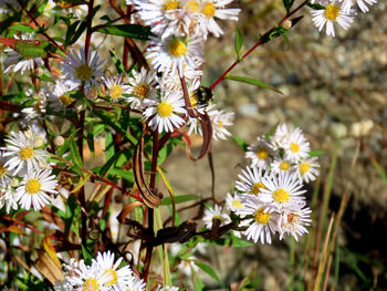 Close-up of white flowering plant