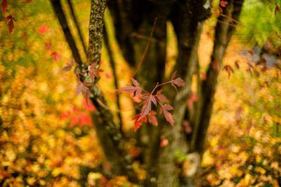 Close-up of lizard on plant during autumn