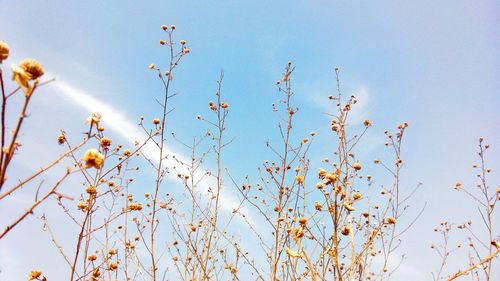 Low angle view of plants against sky