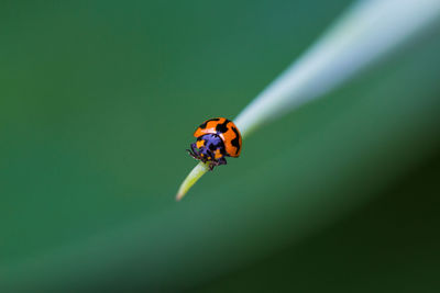 Close-up of ladybug on leaf