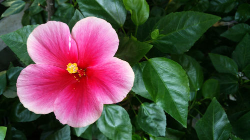 Close-up of pink flowering plant