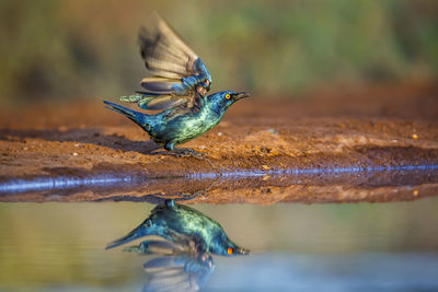 Close-up of bird perching on lake