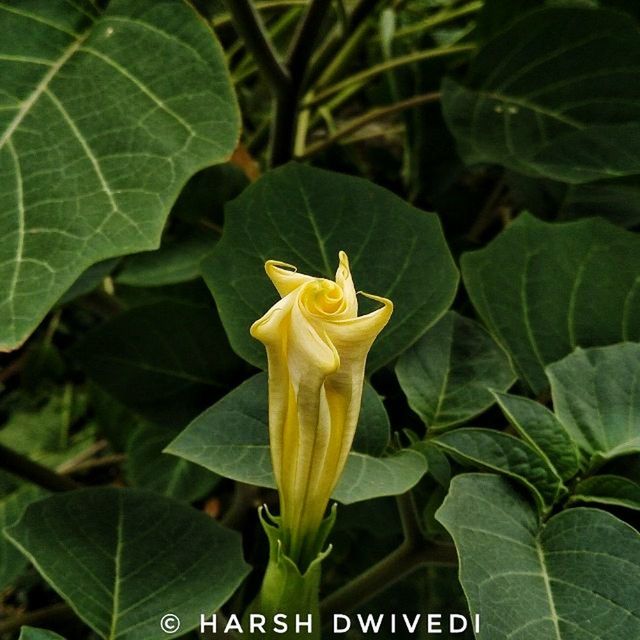 CLOSE-UP OF YELLOW FLOWER BLOOMING